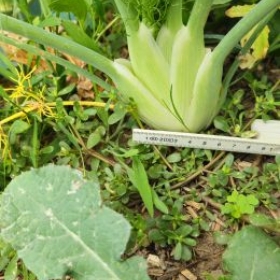 Fenchel11 2026-07-08 17.35.
